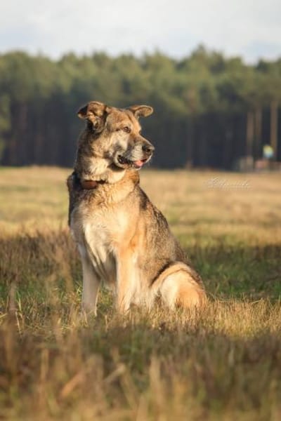 Victor: Bardino-Mix mit XL-Ohren