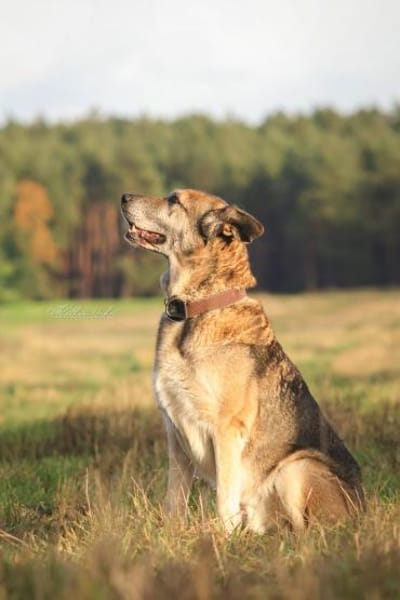 Victor: Bardino-Mix mit XL-Ohren
