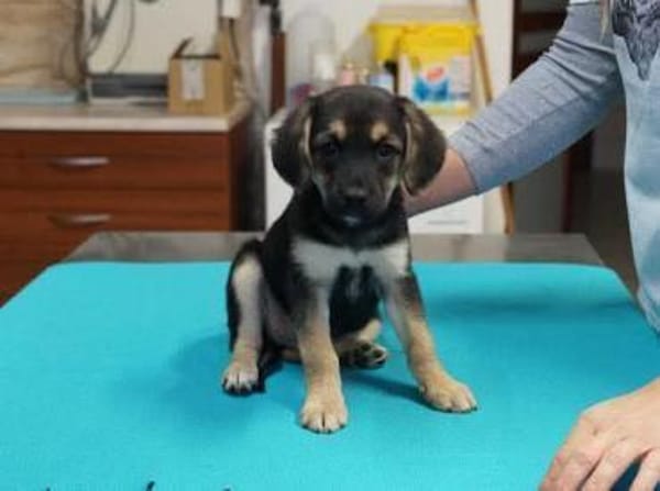 Babette ❤ Schutzgebühr 500 Euro