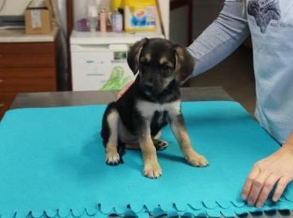 Babette ❤ Schutzgebühr 500 Euro