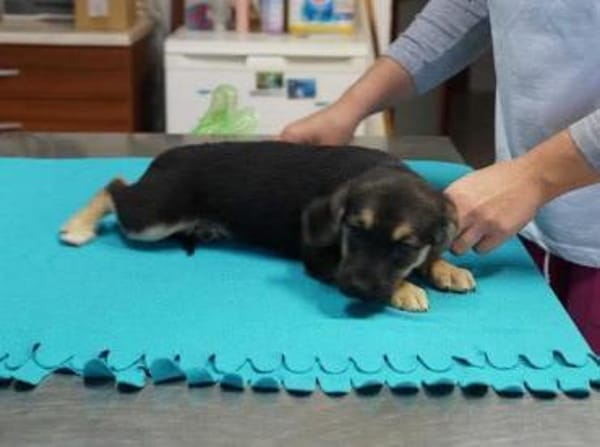 Babette ❤ Schutzgebühr 500 Euro