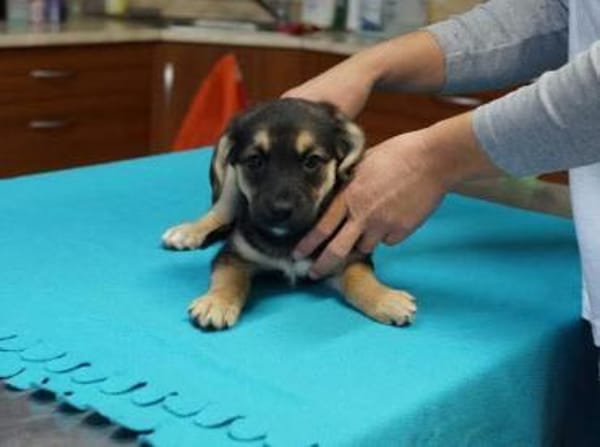 Babette ❤ Schutzgebühr 500 Euro