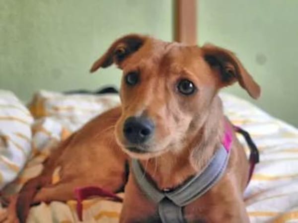 CANDELA - auf Pflegestelle in Berlin