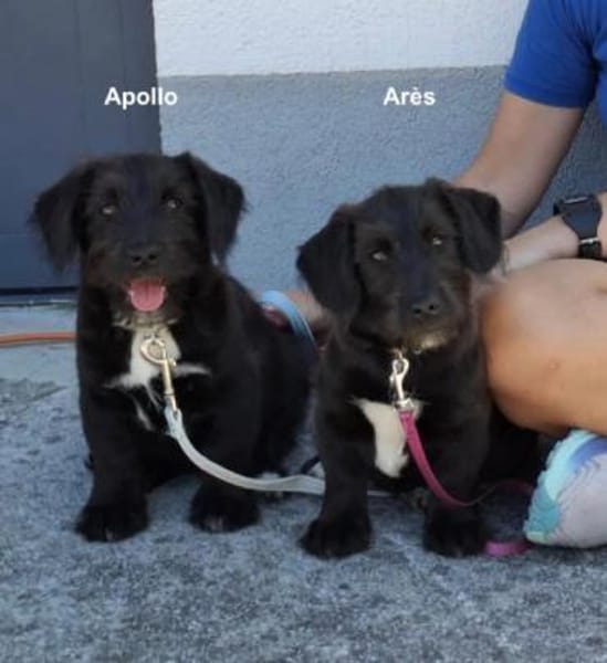 Apollo ❤ Schutzgebühr 500 Euro