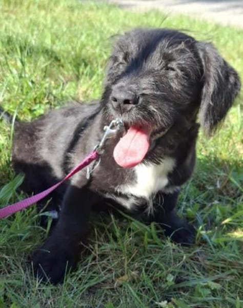 Apollo ❤ Schutzgebühr 500 Euro