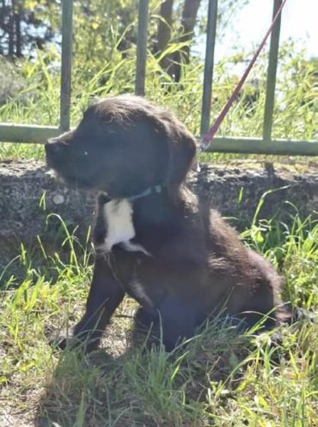 Apollo ❤ Schutzgebühr 500 Euro