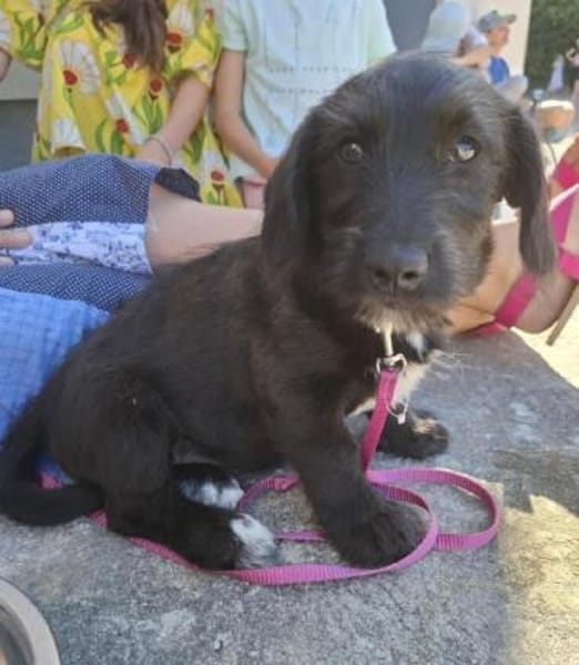 Apollo ❤ Schutzgebühr 500 Euro