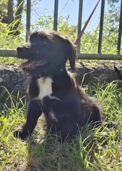 Apollo ❤ Schutzgebühr 500 Euro