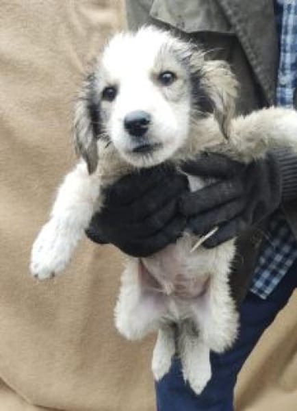 Max 34 cm Nov 25) Pflegestelle