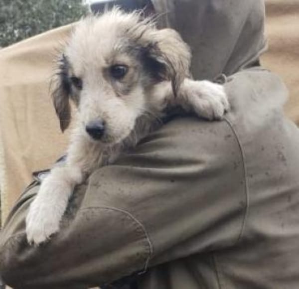 Max 34 cm Nov 25) Pflegestelle