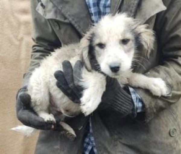 Max 34 cm Nov 25) Pflegestelle