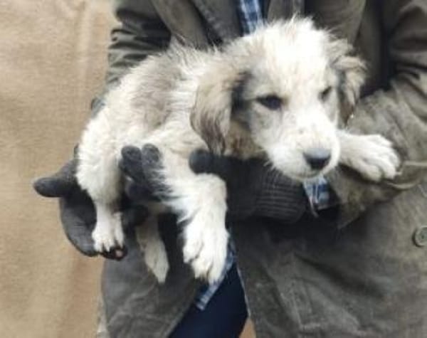 Max 34 cm Nov 25) Pflegestelle