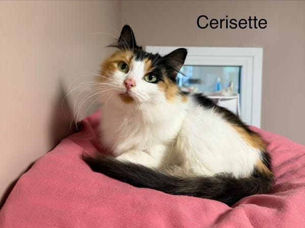 CERISETTE