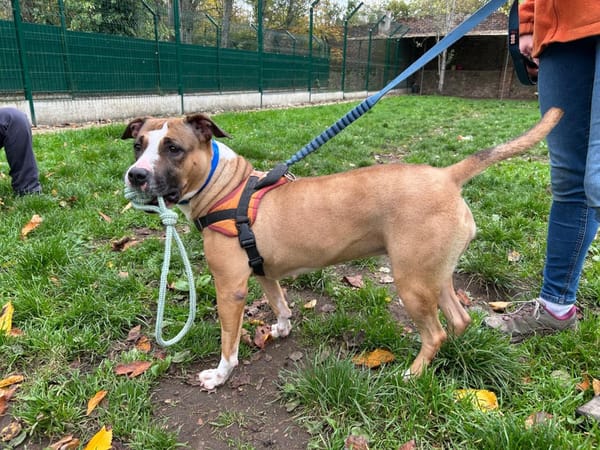 TORNADE (réservée)