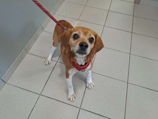 PLANTAIN QCN (reserve)