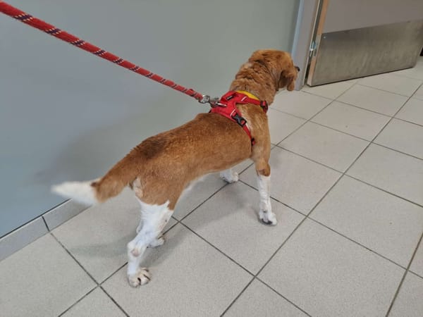 PLANTAIN QCN (reserve)