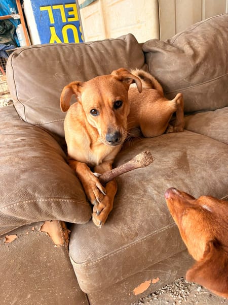 BROWNIE (101 Huellas)