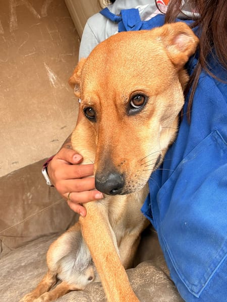 BROWNIE (101 Huellas)