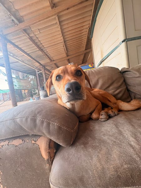 BROWNIE (101 Huellas)