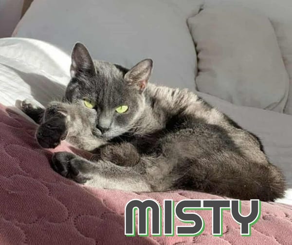 MISTY  Offrez lui un miracle