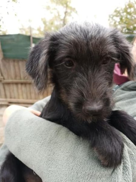 Pippin, hübsches Mädchen