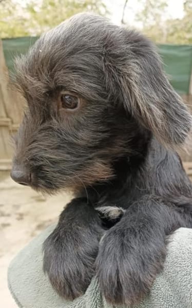 Pippin, hübsches Mädchen