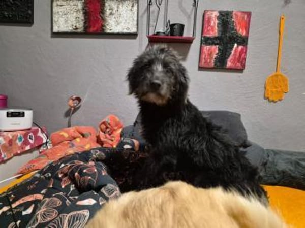 Pippin, hübsches Mädchen