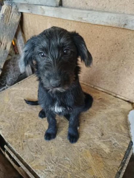 Pippin, hübsches Mädchen