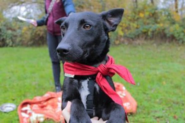 Schmusepfote THEOin 18249 Bernitt