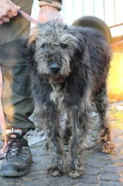 Nevado - hübscher Wuschelrüde