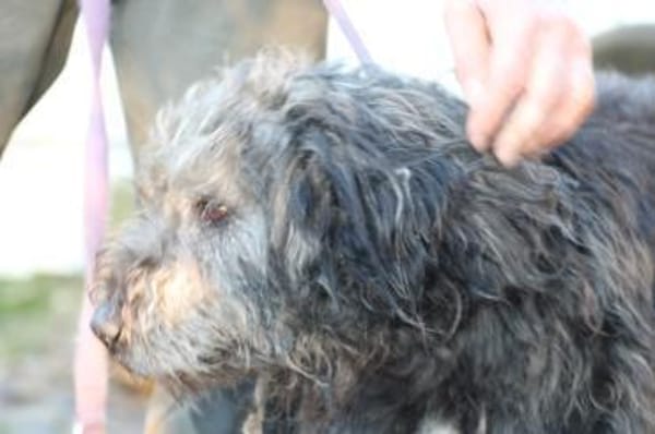 Nevado - hübscher Wuschelrüde