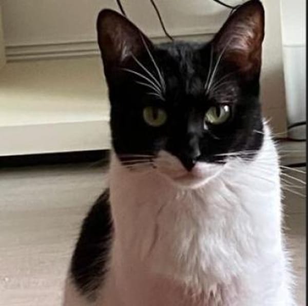 Martina - Das Schicksal will es anders