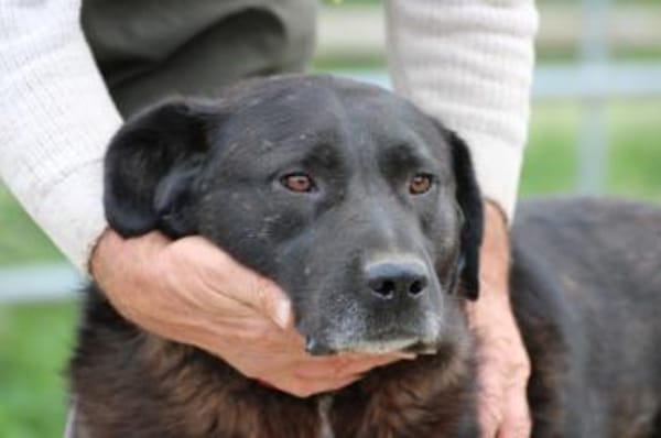 Douce - ❤❤sehr verspielt u. kinderlieb
