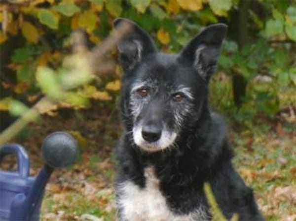 Hedda - wartet in 51588 Nümbrecht