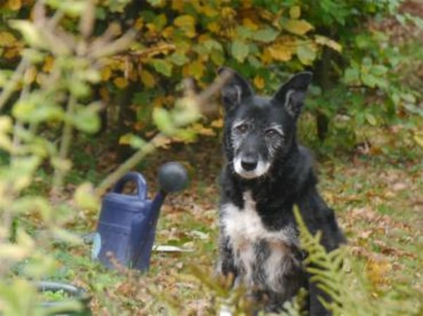 Hedda - wartet in 51588 Nümbrecht