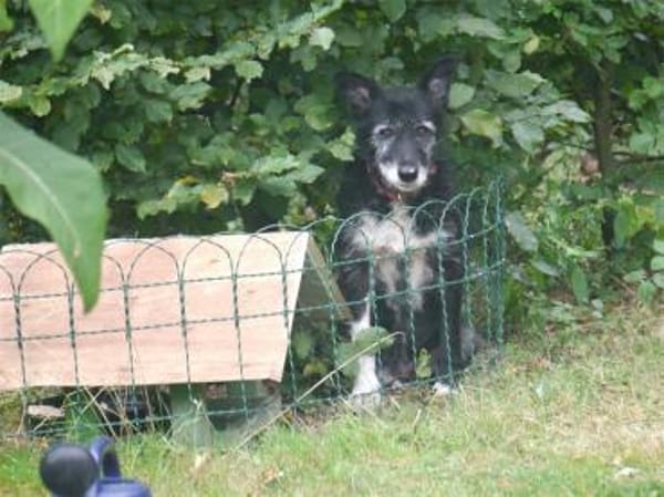 Hedda - wartet in 51588 Nümbrecht