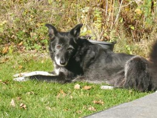 Hedda - wartet in 51588 Nümbrecht