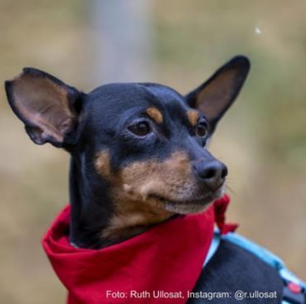 Toby13 sucht ein Zuhause