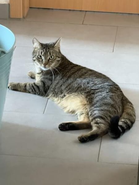 Vermittlungshilfe für junge Dame Arya