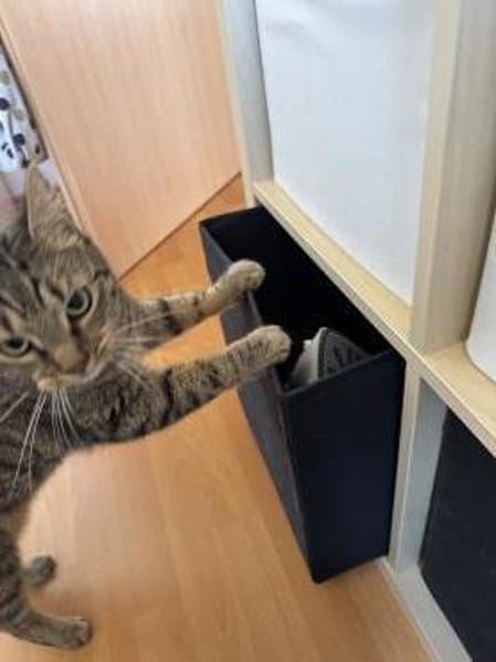 Vermittlungshilfe für junge Dame Arya