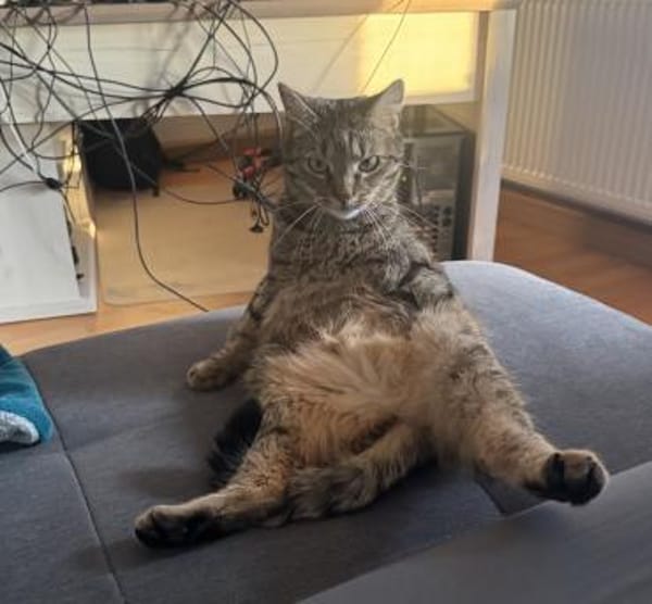 Vermittlungshilfe für junge Dame Arya