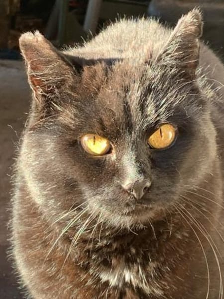 Fidelio braucht eine Familie!