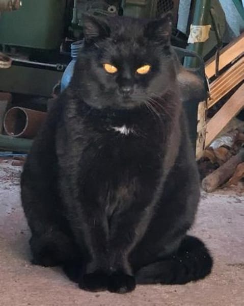 Fidelio braucht eine Familie!