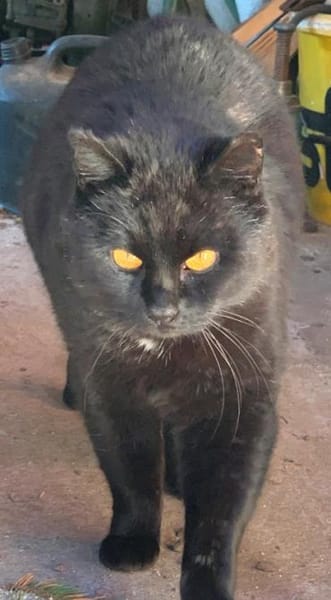 Fidelio braucht eine Familie!