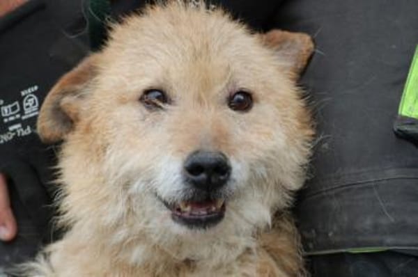 Lemon - zutraulich u. aufgeweckt