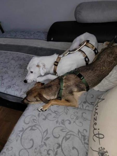 NERO voller Hoffnung 🆘🆘🆘🆘