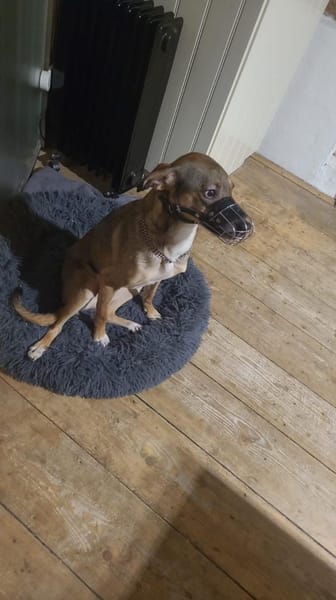 NERO voller Hoffnung 🆘🆘🆘🆘