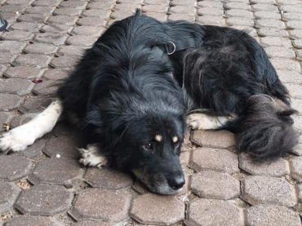 Niko- dankbarer Hütehund auf Heimatsuche