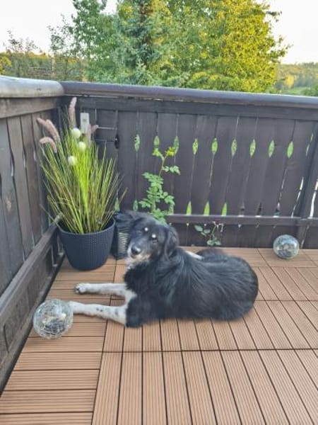 Niko- dankbarer Hütehund auf Heimatsuche