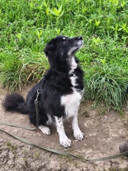 Niko- dankbarer Hütehund auf Heimatsuche